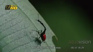 Giraffe weevil (Trachelophorus giraffa) on forest leaves in Madagascar forest MACRO