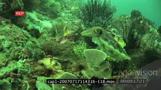 Cuttlefish swimming mating and getting aggressive underwater in ocean MLS TRA PAN HAND