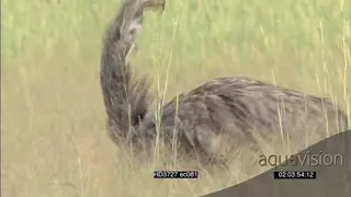 Ostriches mating dance on Okavango grass plain and eating MS PAN