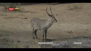Waterbuck standing on bushveld looking around then drinking from waterhole