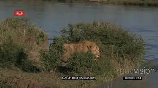 African Lion standing on cliff in bushveld looking around LS PAN