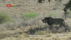 Big male lion under tree roaring