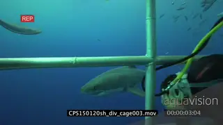 Divers filming a Great White Shark swimming underwater in ocean from cages MLS PAN HAND