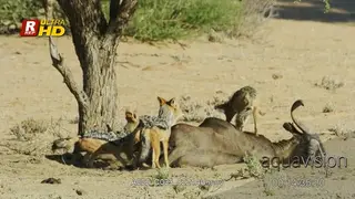 Black-backed jackals pack feeding on a dead carcass Blue Wildebeest during daytime.