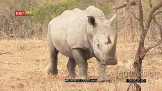 Male white rhino walking towards camera