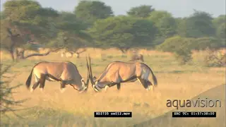 Gemsbok doing strange territorial dominance display, digging, jousting, running MWS: WS