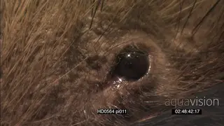 Focus pull of Cape porcupine's eye tilt down to whiskers nose XCU