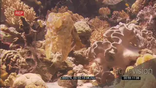 Cuttlefish on coral reef being defensive UW