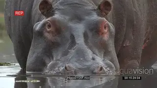 Bull hippo in a river looking around CU