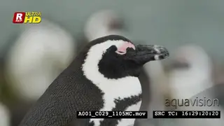 African Penguin sitting, resting and slowly closing its eyes.