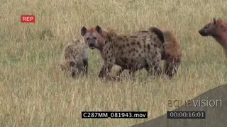 Blood stained Spotted Hyena clan social interaction greeting