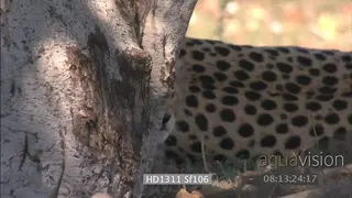 Young Cheetah cubs looking around moving closer to mother laying down resting looking at.
