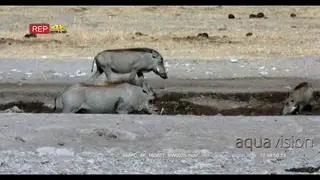 Warthog mother and piglets at waterhole
