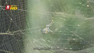 Golden silk orb-weaver spider walking on its web.