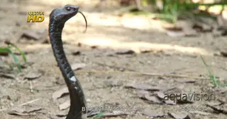 Rinkhals snake defensive striking behaviour and flicking tongue.