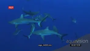 School of Grey Reef Sharks swimming around bait underwater in ocean and others passing…