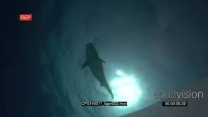 Tiger Shark sillohetted against surface and sun, filmed from below VERT