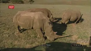 WHITE RHINO HERD GRAZING ON SAVANNAH [3] GENERAL BEHAVIOUR