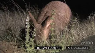 Aardvark walking sniffing around looking for termites or ants MCU MS