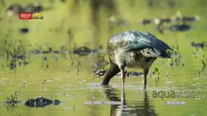 Spur-winged goose feeding heads underwater