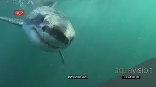 School of Cape Silversides swimming underwater in ocean then Great white shark gently.
