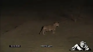 A lion cub learning how to hunt SHAKY LOW LIGHT