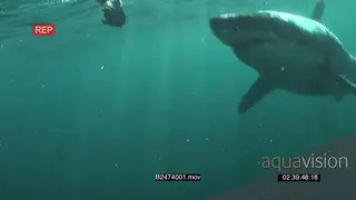 Great white shark swimming underwater coming out of the blue and passing camera while.