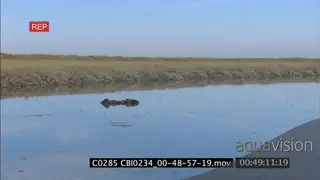 Sea Otter mother with young floating above water DAY MWS
