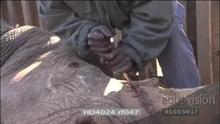 Rhino poacher cutting of rhino horn with knife