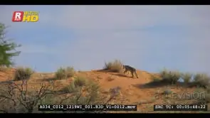 A female teenage cubs walk off on the red desert sands