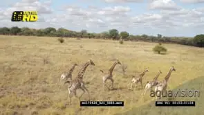 Drone Aerial of Giraffe herd on the African savannah