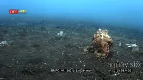 Veined octopus, coconut octopus hides in a hallow in the sea sand