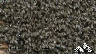 African Honey Bees swarming at pipe set on a office wall TD