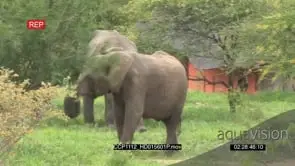 [2] African Elephants grazing and feeding on tree leaves MWS