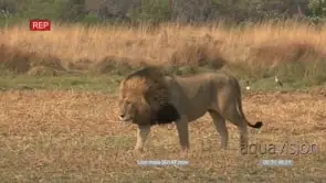 Male lion walking leaving rest of the pride laying down GENERAL BEHAVIOUR