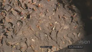 Termites crawling around a mound GENERAL BEHAVIOR
