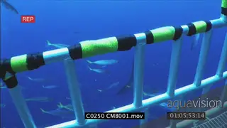 Great white shark bitting the cage CU TU