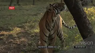 Bengal Tiger patrolling territory, sniffing on a tree FF GOOD LIGHT AmCam