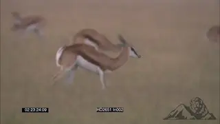 springbok herd pronking