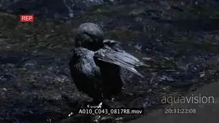 Dipper standing on a rock in river moving and drinking water MLS PAN
