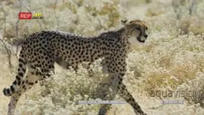 Cheetah prowls through the grassland