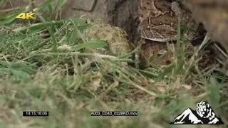 Puff Adder strike at and catch a young bullfrog PREDATION
