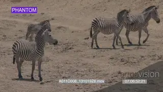 Zebra herd and foal walking LS SLOWMO