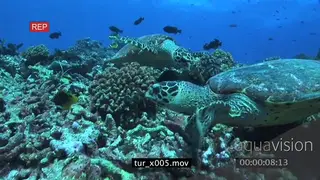Hawksbill Sea Turtles (2) feeding on corals on reef UW