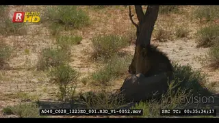Male lion with black mane grooming in the shade of a tree and rolling on its back