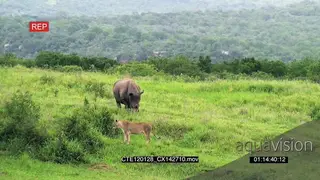 African Lionesses running away from grazing White Rhino in bushveld XLS