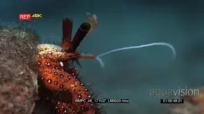 Close up front shot of a red with white dots, giant spotted hermit crab.