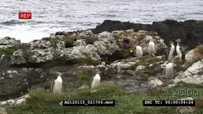 The yellow-eyed penguin (Megadyptes antipodes), known also as hoiho or tarakaka.