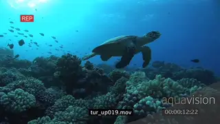 Hawksbill Sea Turtle swimming over coral reef, swim towards surface UW VERT