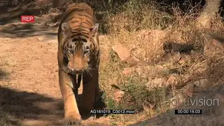 Bengal tiger walking on a dirt road HANDHELD AmCam